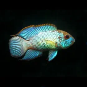 Soble Podcast Episode: Kmart Fish and the Blue Acara